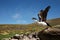 Close-up of an Imperial Shag taking off