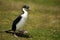 Close-up of an Imperial shag walking on grass