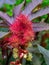 Close-up of the imposing flower of the miracle tree castor, Rizinus communis