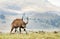 Close up of an impressive male Mountain Nyala