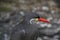 Close Up Of An Inca Tern
