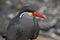 Close Up Of An Inca Tern