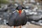 Close Up Of An Inca Tern