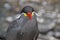 Close Up Of An Inca Tern