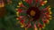 Close-up of Indian Blanket wildflower blowing in gentle breeze with a blurred background. A striped insect bee works