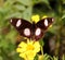 Close up of Indian butterfly : Great Eggfly