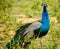 Close-up of an Indian or common or blue peafowl Pavo cristatus with his elongated upper-tail covert feathers with the typical