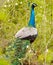 Close-up of an Indian or common or blue peafowl Pavo cristatus with his elongated upper-tail covert feathers with the typical