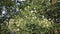 Close up of Indian cork tree