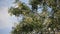 Close up of Indian cork tree