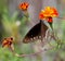 Close up of Indian Crow butterfly