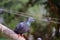 Close up of indian Domestic pigeon perching on water pipe in summer, domestic bird