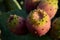 Close-up of Indian Fig Fruits, Prickly Pear Fruits, Sicily, Italy, Nature, Macro