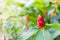 close up of Indian Head Ginger flowers, Costus Speciosus