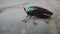 Close up of indian jewel beetle Buprestidae, jewel beetles or metallic wood-boring beetles known us Rainbow insects