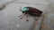 Close up of indian jewel beetle Buprestidae, jewel beetles or metallic wood-boring beetles known us Rainbow insects