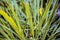 Close up of Indian lemon grass or Cymbopogon grass or lili chai in a pot