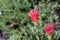 Close up of Indian paintbrush Castilleja wildflower