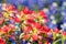 Close-up of Indian Paintbrush wildflowers