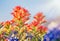 Close-up of Indian Paintbrush wildflowers