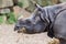 Close-up of an Indian rhino