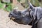 Close-up of an Indian rhino