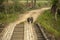 Close up of a Indian Wild Boar - Sus scrofa cristatus crossing the safari track at Kaziranga National Park