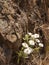 Close up of indigenous white flower, Drakensberg, South Africa