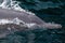 Close up of Indo-pacific humpback dolphins sousa chinensis in Musandam, Oman near Khasab in the Fjords jumping in and out of the