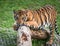 Close up Indochinese tiger.