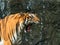Close up of Indochinese Tiger roaring in front of waterfall