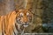 Close up of Indochinese Tiger standing in front of cave and looking at camera