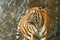 Close up of Indochinese Tiger standing in front of waterfall