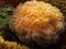 Close-up of inflated sacks of Bubble Coral - Plerogyra sinuosa - also called grape coral, rounded bubblegum coral, on Bubble Ree