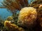 Close-up of inflated sacks of Bubble Coral - Plerogyra sinuosa - Indonesia