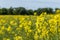 Close-up of an inflorescence with many yellow rapeseed flowers