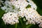 Close up of inflorescence of wild flowers