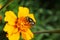 Close-up of the inflorescence of the yellow marigold Tagetes ere