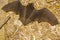 Close up of an injured brown color bat