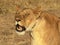 Close up of an injured lioness in masai mara, kenya