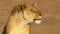 Close up of an injured lioness in masai mara national park, kenya