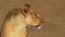 Close up of an injured lioness in Masai Mara national park, Kenya