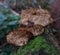 Close up of inonotus fungus growing on mossy tree bark