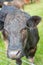 Close up of an inquisitive brown cow