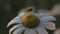 Close-up of insect on daisy. Creative. Insect is sitting on petals of daisy. Grey insect on beautiful chamomile