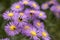 Close-up of an insect feeding on the purple wildflowers of the New England aster against a green background