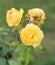 Close up of an insect flying to the bush of blooming yellow roses