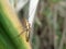 Close up an insect on a green leaf, on a blur background. It is Leptocorisa oratoria (Walang Sangit, Indonesia)