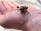 A close-up of an insect, a large beetle that sits on a mans hand.