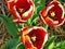Close-up of the inside of 3 orange tulips